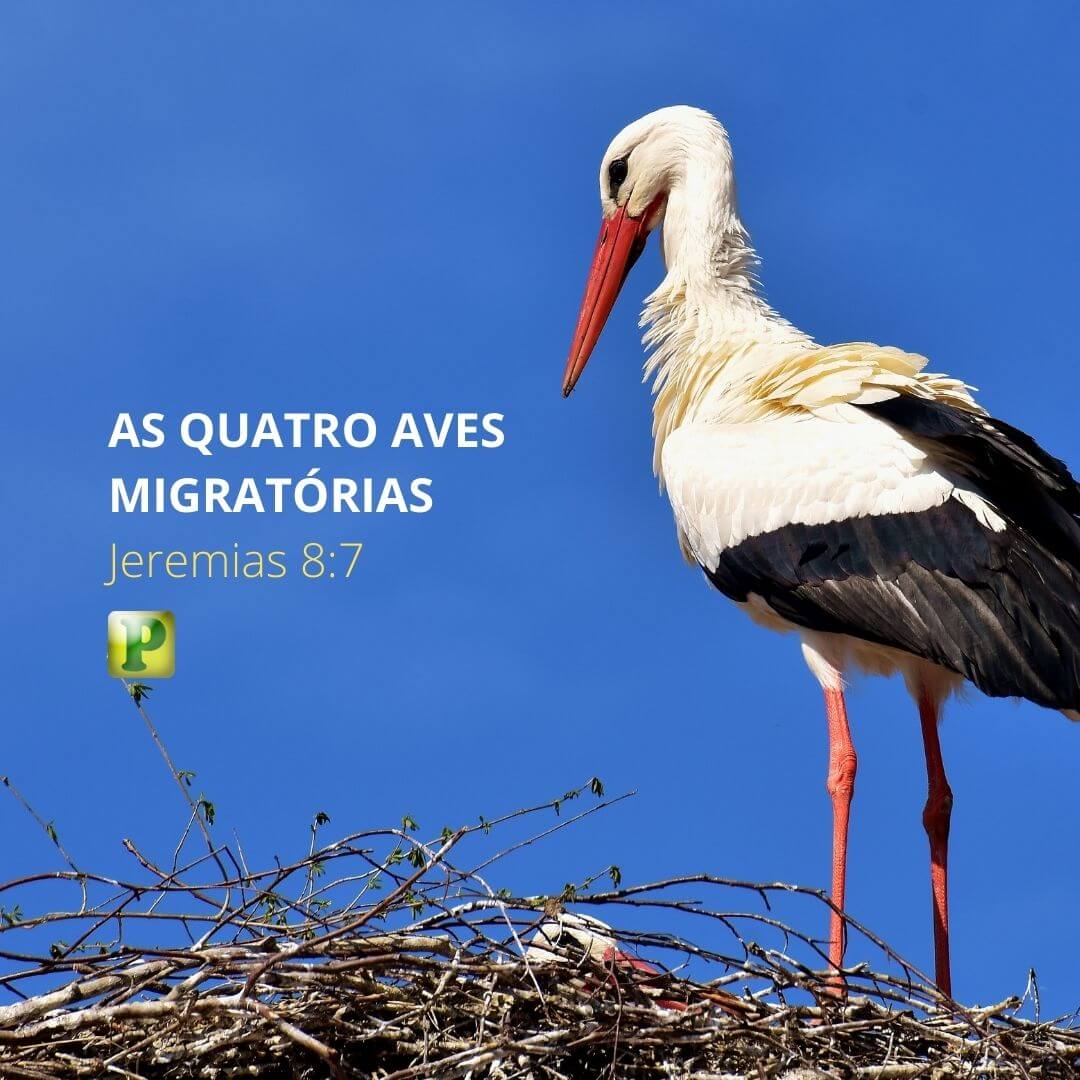 As quatro aves migratórias - Jeremias 8:7