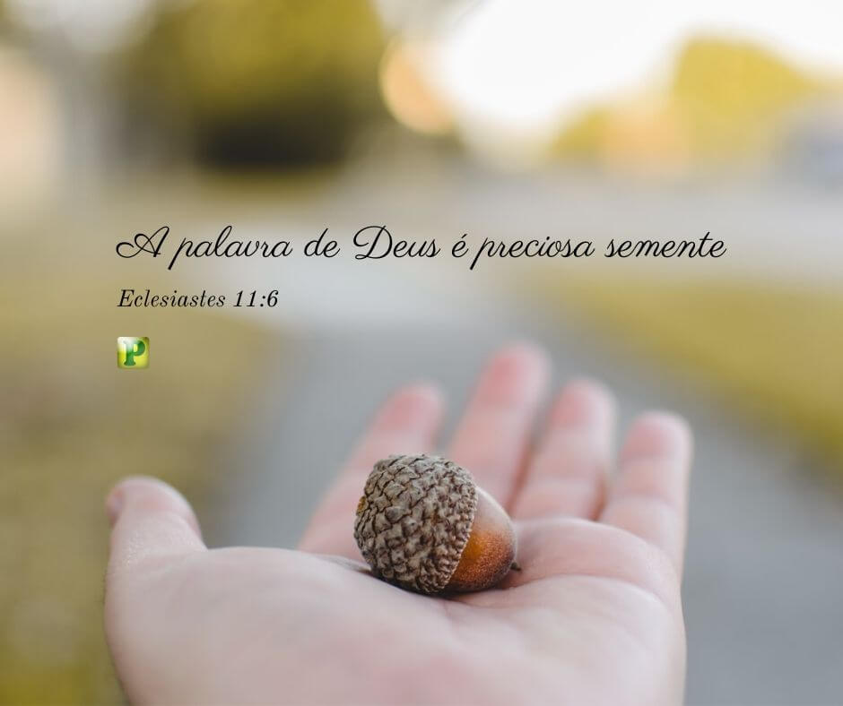 A palavra de Deus é preciosa semente - Eclesiastes 11:6