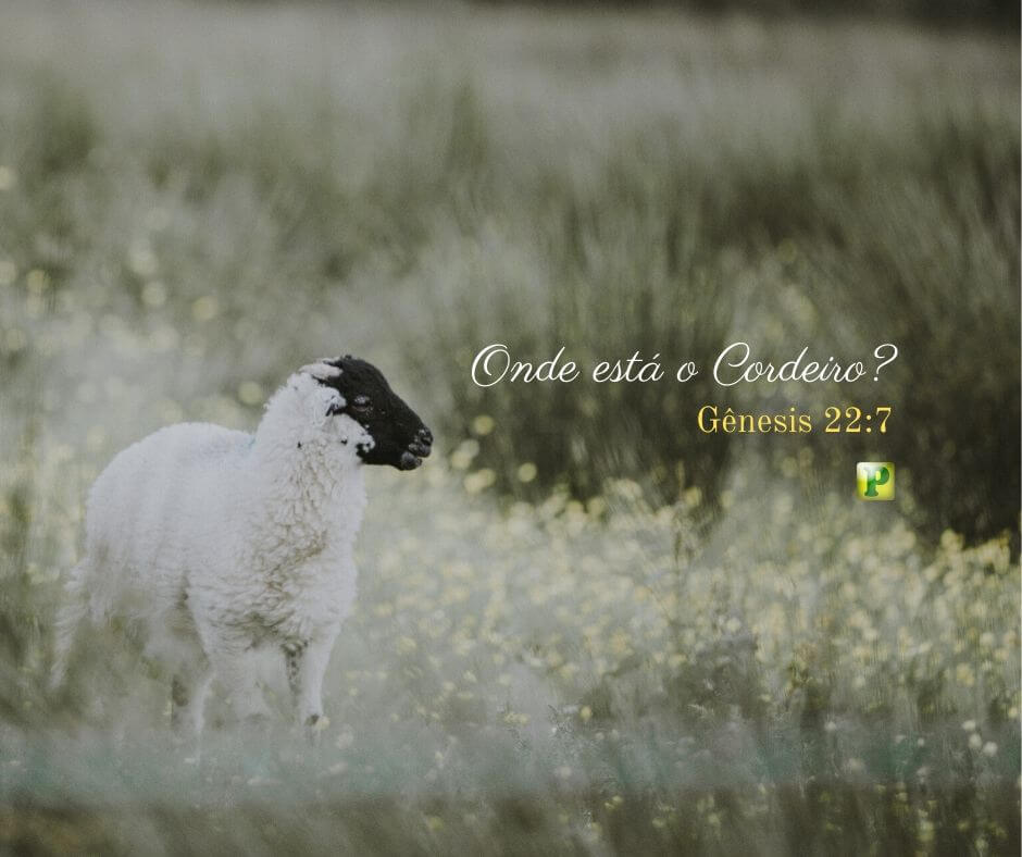 Where the Lamb is - Genesis 22:7