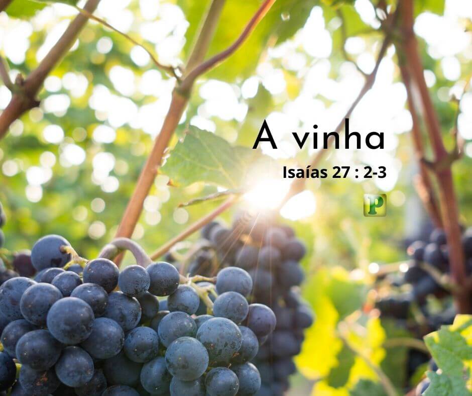 A Vinha - Isaías 27:2-3 - Pregação