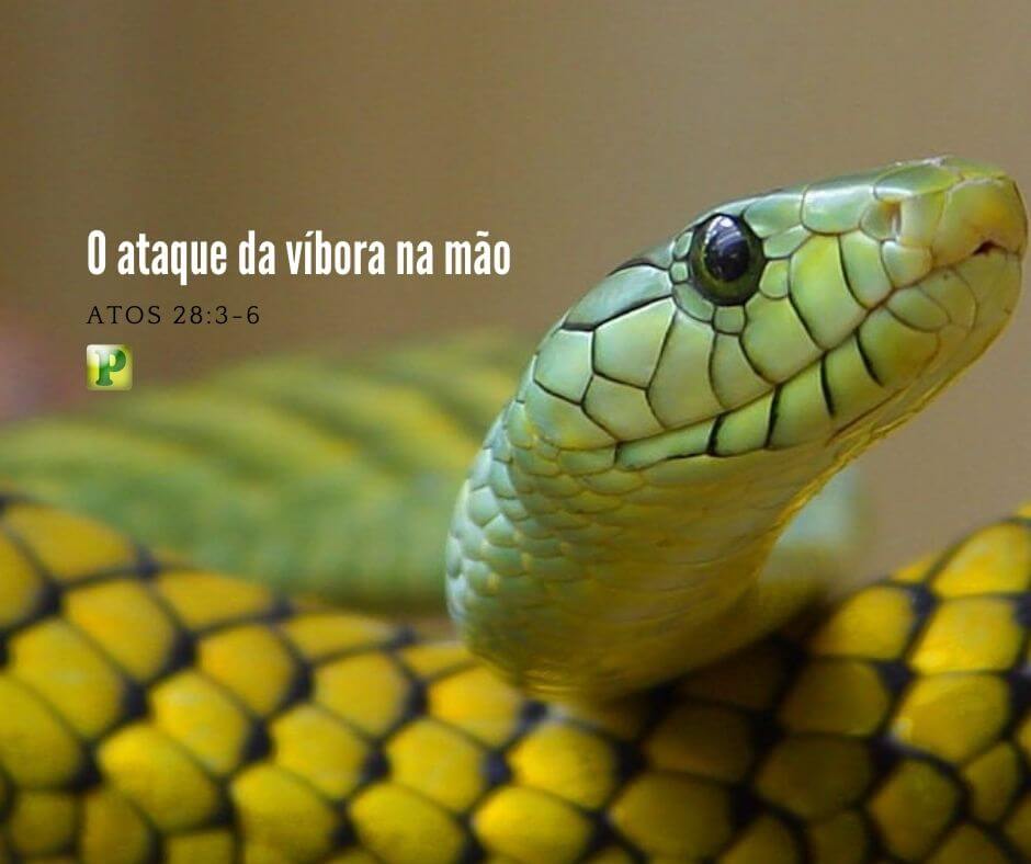 The attack of the viper on the hand - Acts 28:3-6