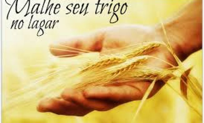 Trigo no Lagar – Mensagem para Jovens img