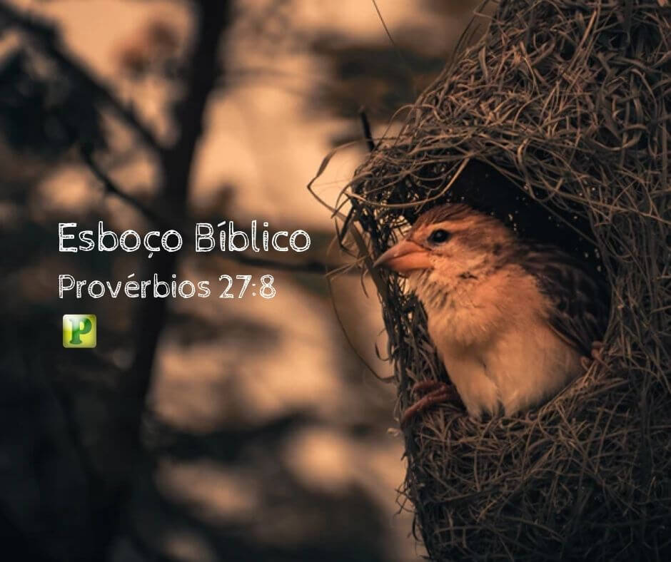 Qual a ave que vagueia - Provérbios 27:8