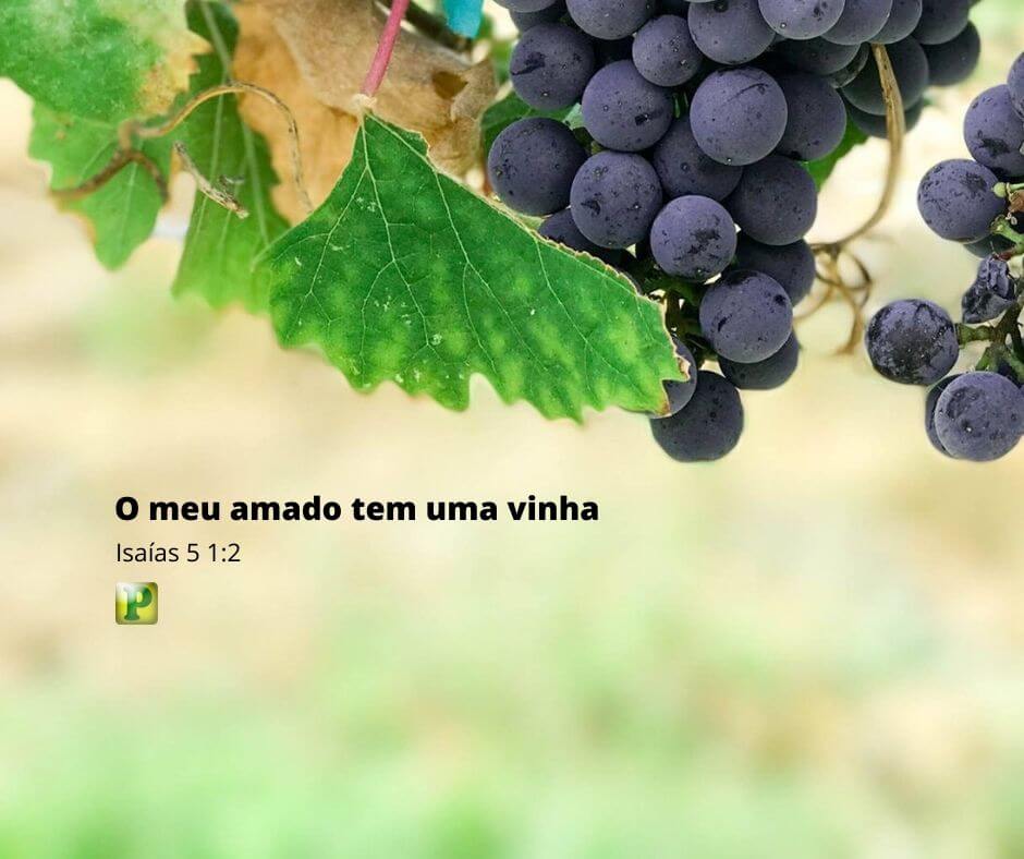 Isaías 5:1-2 - O meu amado tem uma vinha