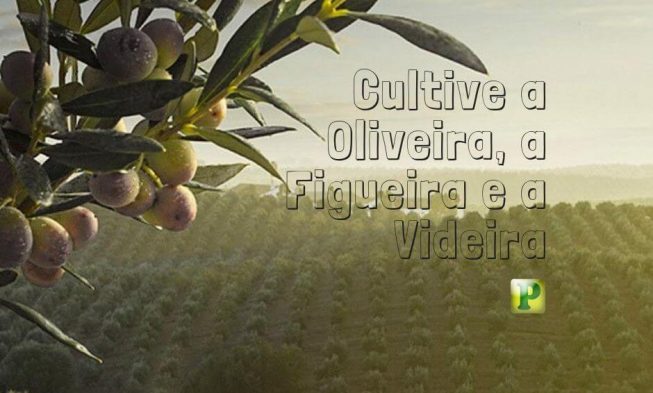 Juízes 9 – Cultive a Oliveira, a Figueira e a Videira img