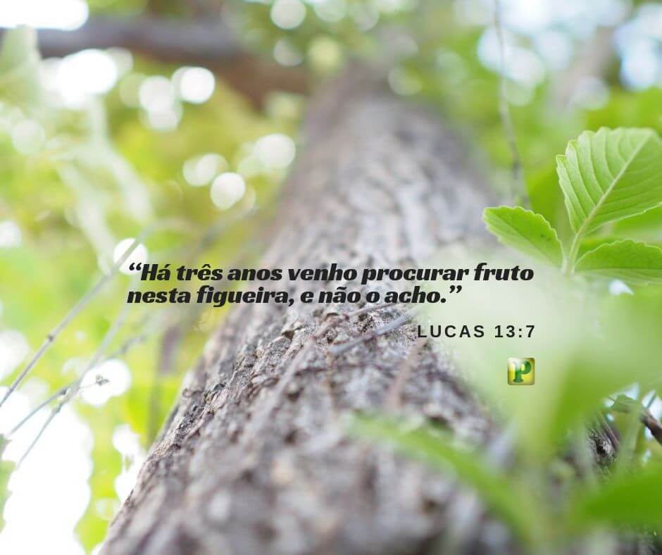 A Figueira - Lucas 13:7