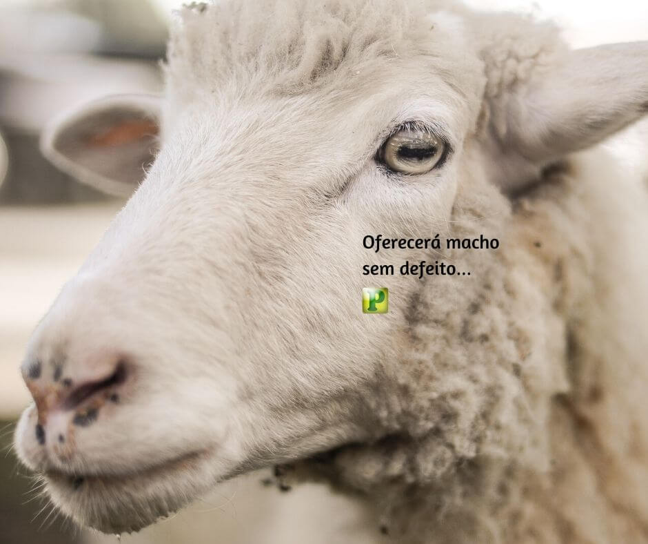 Oferecerá macho sem defeito… - Levítico 1:3