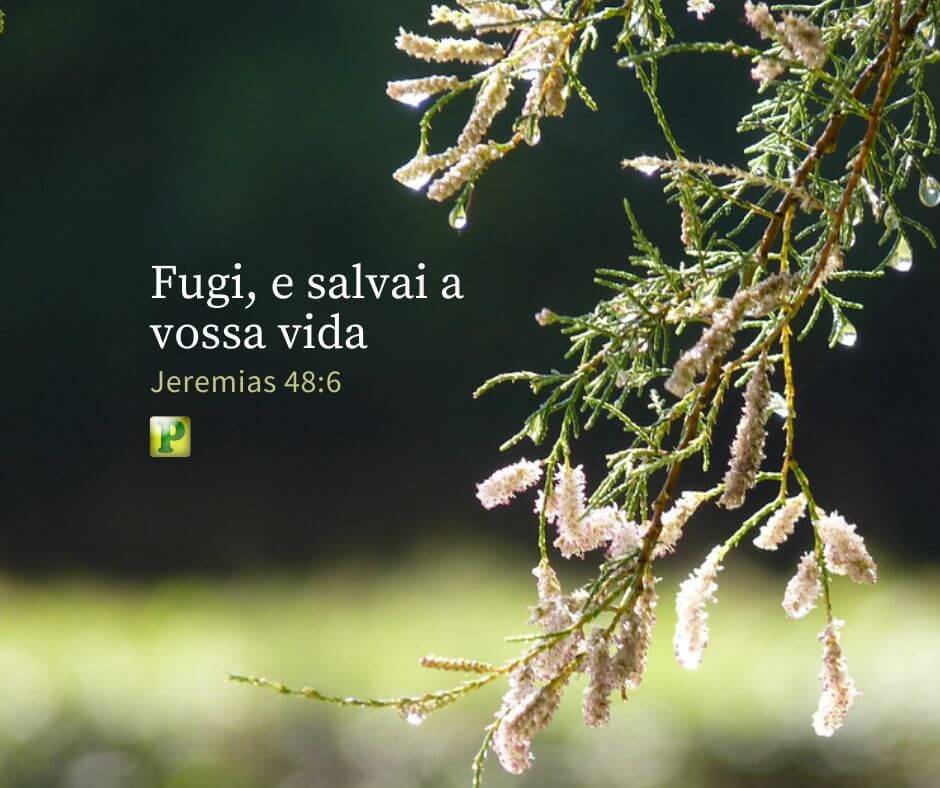 Fugi, e salvai a vossa vida - Jeremias 48:6