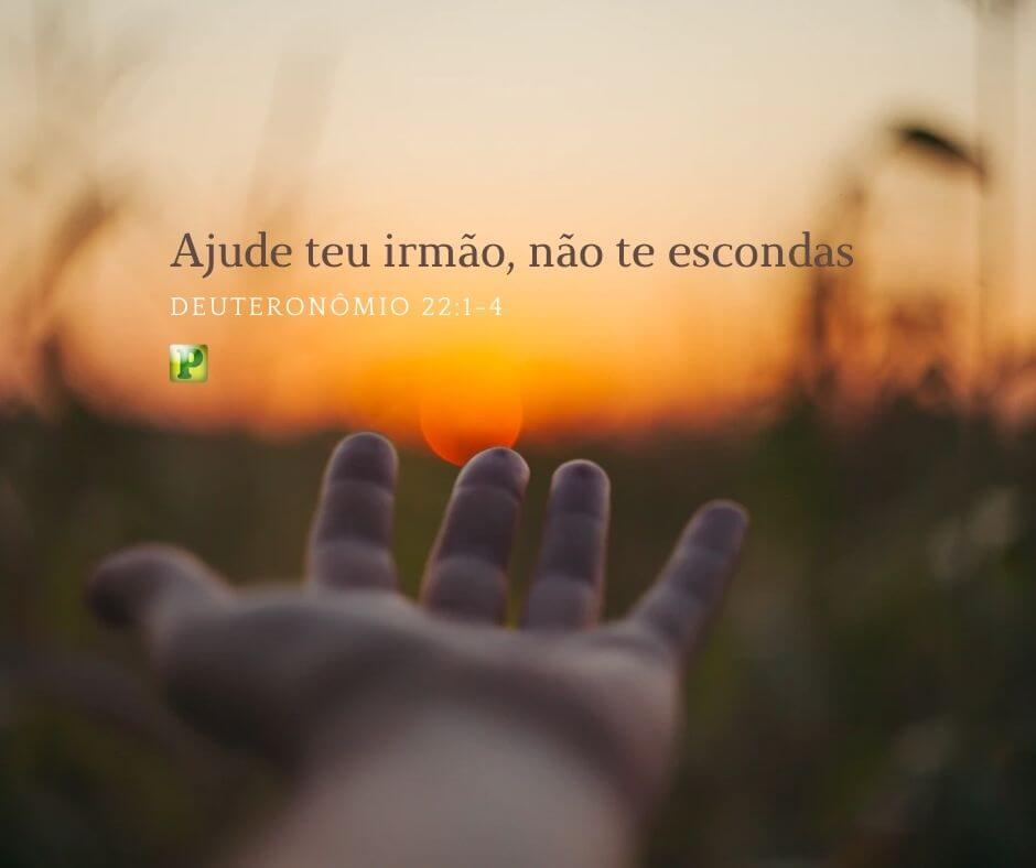Ajude teu irmão, não te escondas - Deuteronômio 22:1-4