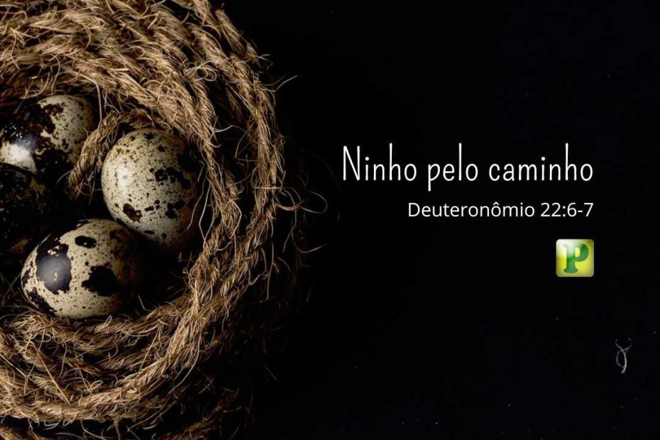 Ninho pelo caminho - Deuteronômio 22:6-7