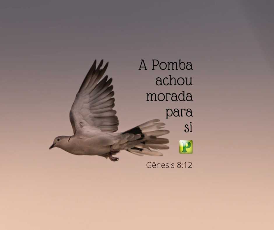 A Pomba achou morada para si! - Gênesis 812 - Pregação