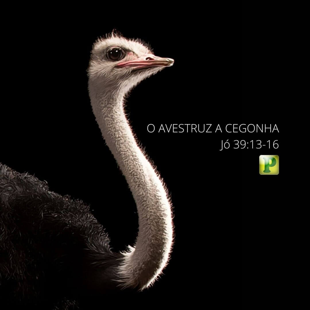 O AVESTRUZ A CEGONHA - Jó 39:13-16