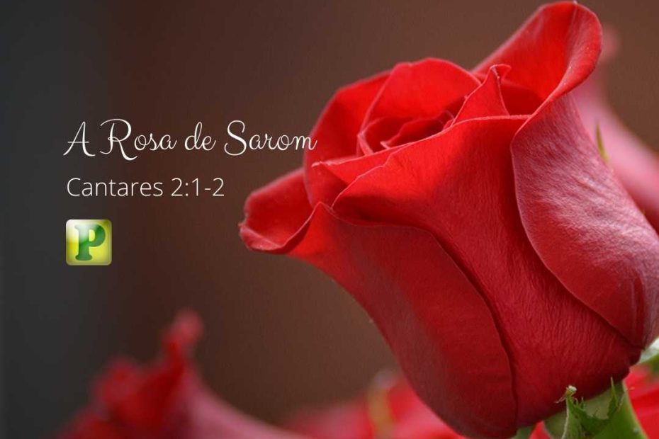 A ROSA DE SAROM - Cantares 2:1-2  - Pregação