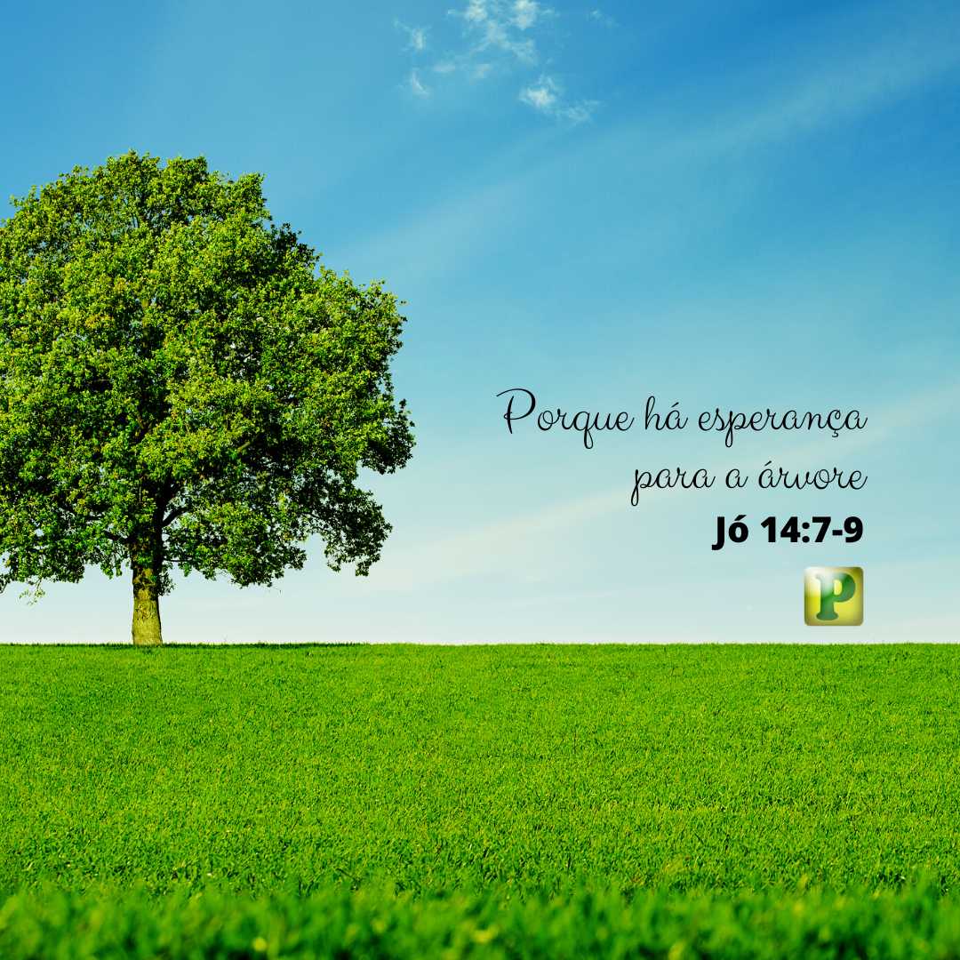 Porque há esperança para a árvore - Jó 14:7-9