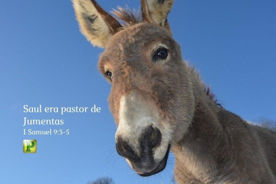 Saul era pastor de jumentas - 1 Samuel 9:1-20