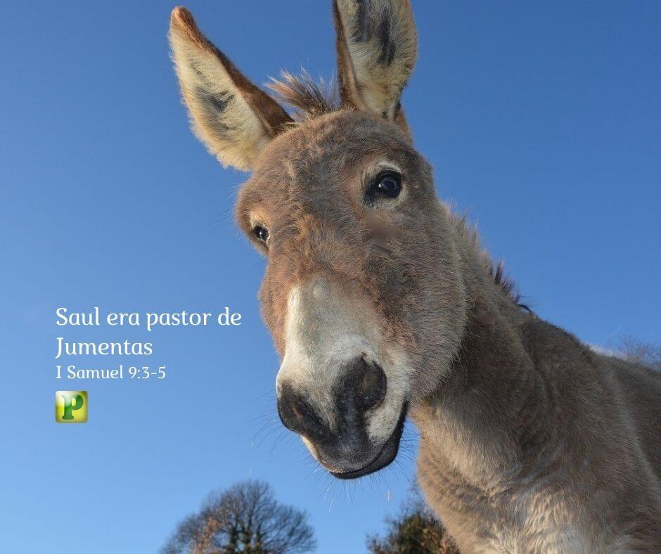 Saul era pastor de jumentas - 1 Samuel 9:1-20
