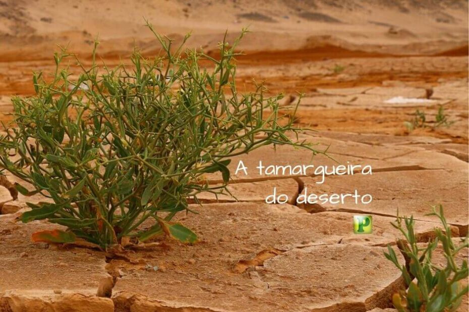 A tamargueira do deserto - Jeremias 48:6