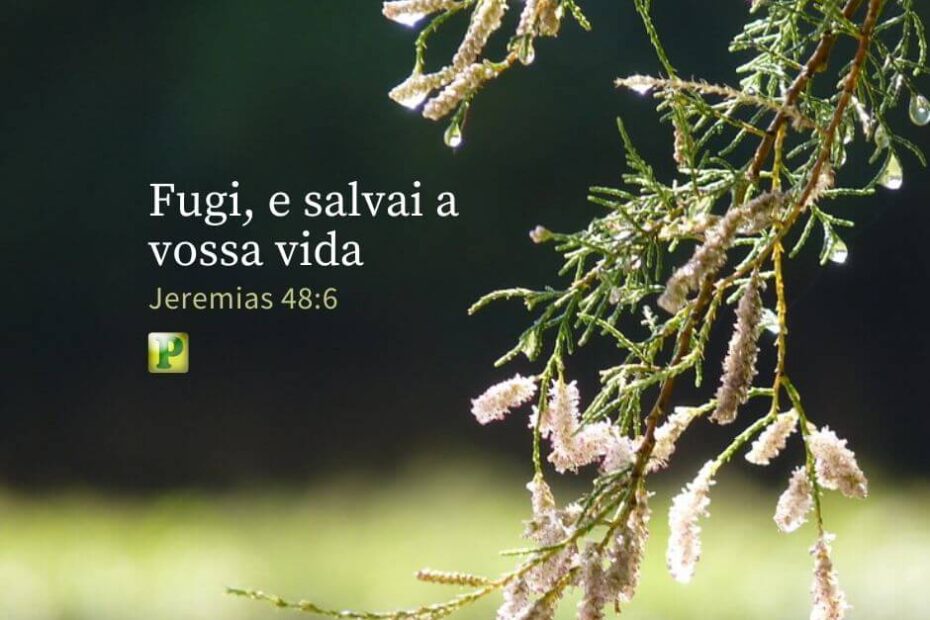 Fugi, e salvai a vossa vida - Jeremias 48:6