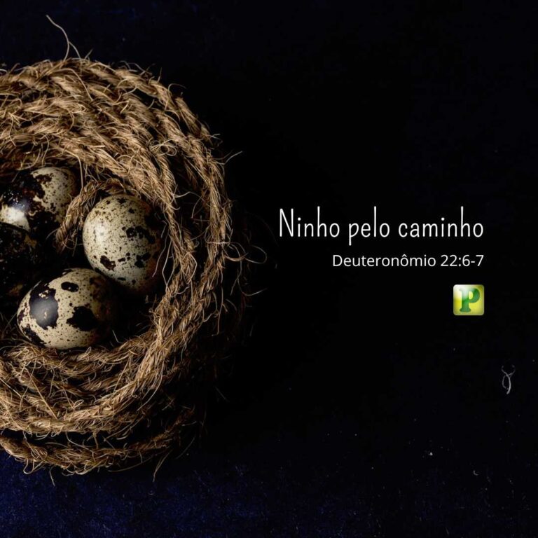 Ninho pelo caminho - Deuteronômio 22:6-7