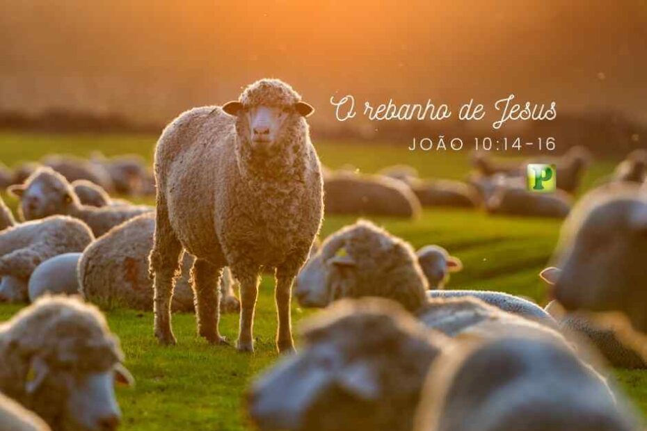 O rebanho de Jesus - João 10:14-16