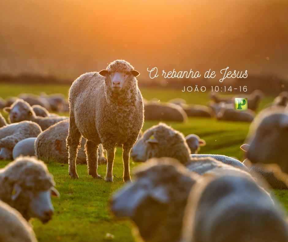 O rebanho de Jesus - João 10:14-16