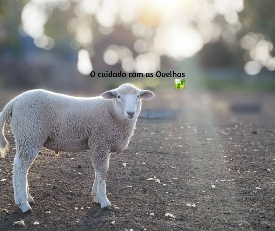 O cuidado com as Ovelhas - Provérbios 27:23-27