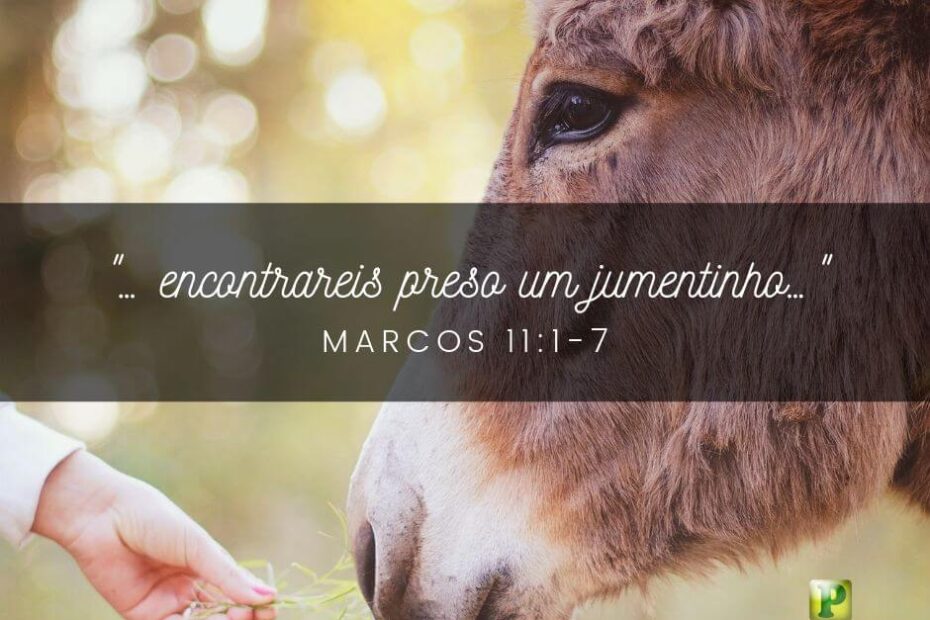 Encontrareis preso um jumentinho - Pregação Textual em Marcos 11:1-7