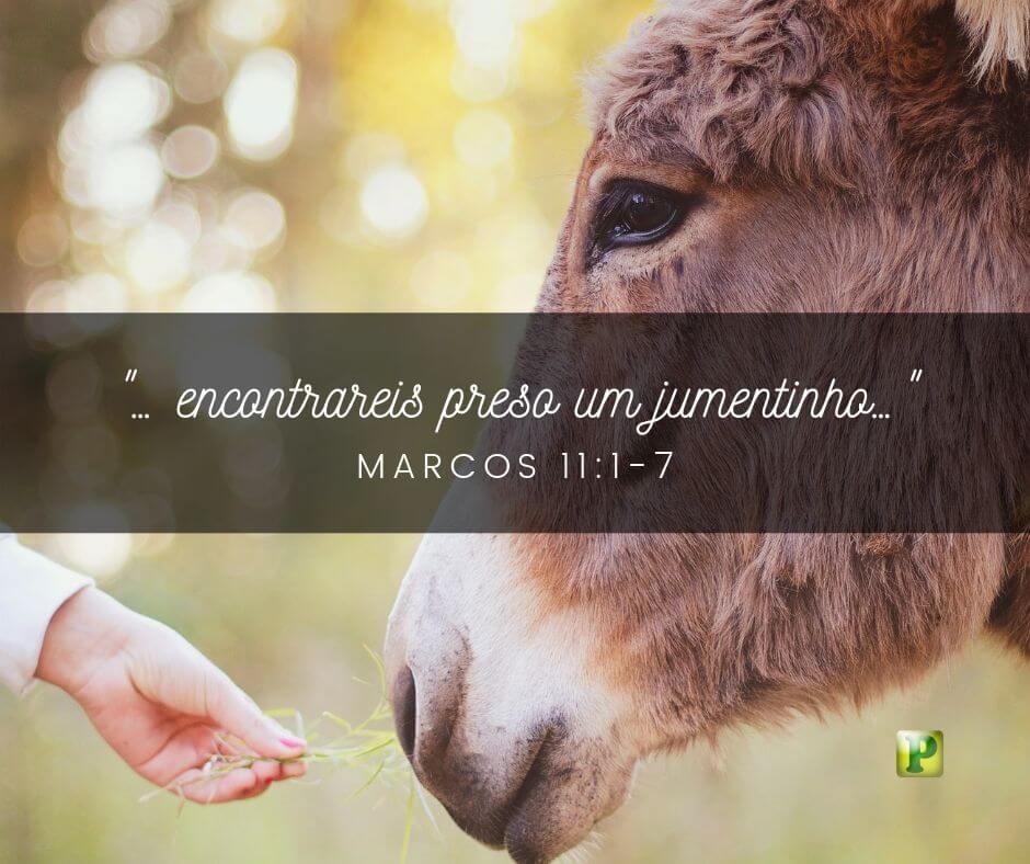Encontrareis preso um jumentinho - Pregação Textual em Marcos 11:1-7