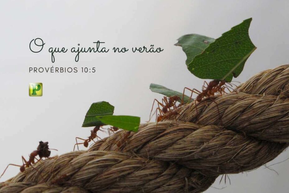 O que ajunt no verão - Provérbios 10:5