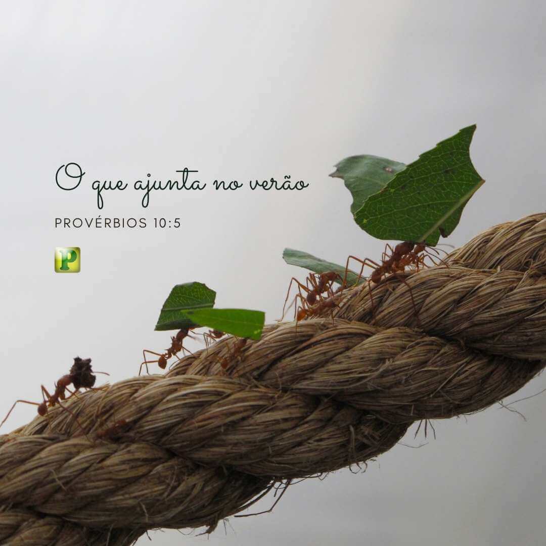 O que ajunt no verão - Provérbios 10:5