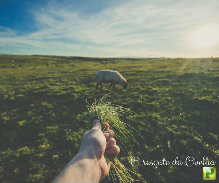 A Ovelha resgatada – Lucas 15:4-10