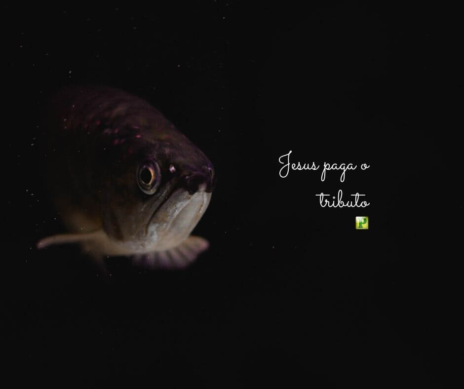 Jesus paga o tributo - Mateus 17:24-27