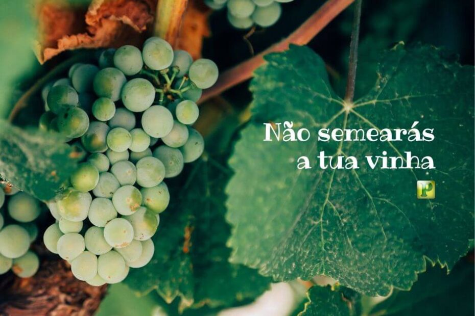 Não semearás a tua vinha - Deuteronômio 22:9