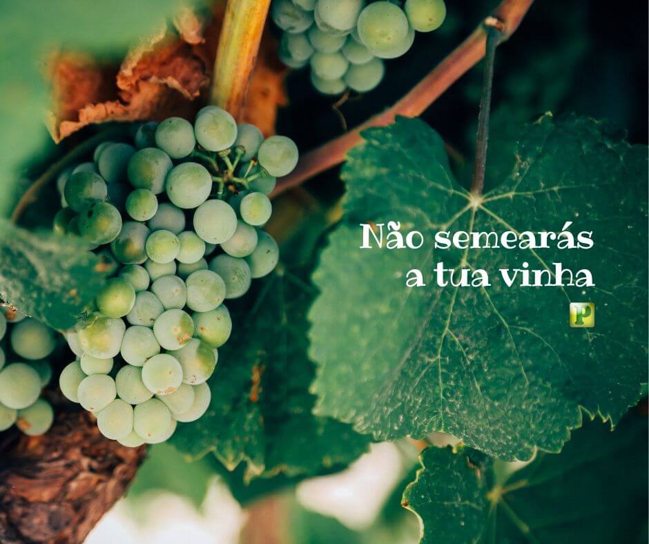 Não semearás a tua vinha - Deuteronômio 22:9