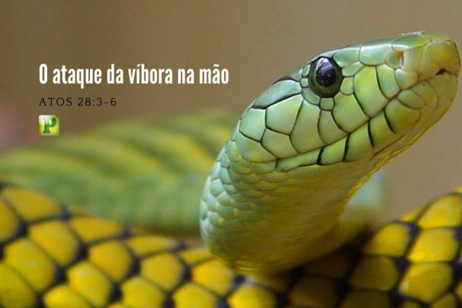O ataque da víbora na mão - Pregação Expositiva em Atos 28:1-6