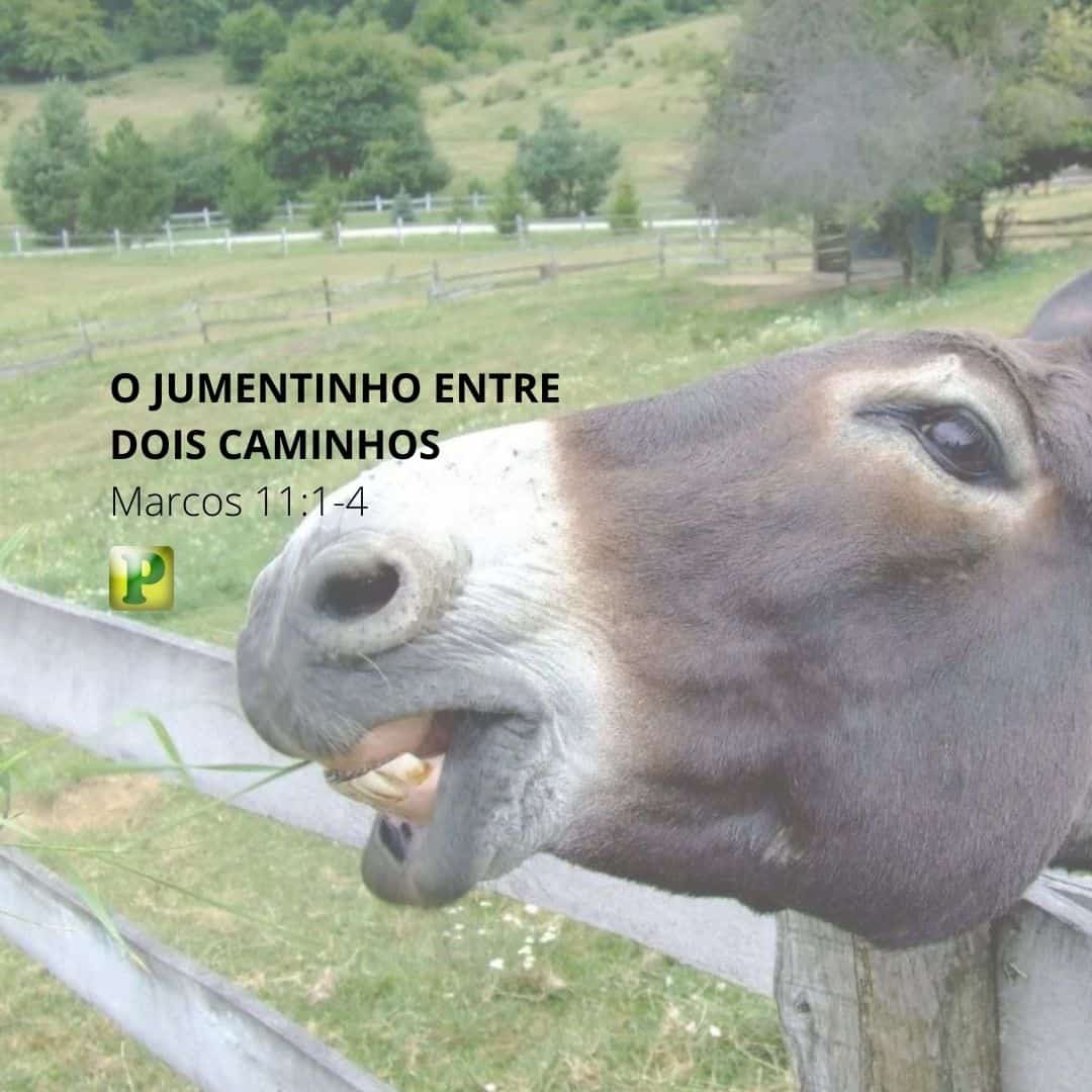 O jumentinho entre dois caminhos - Pregação Textual em Marcos 11:1-4