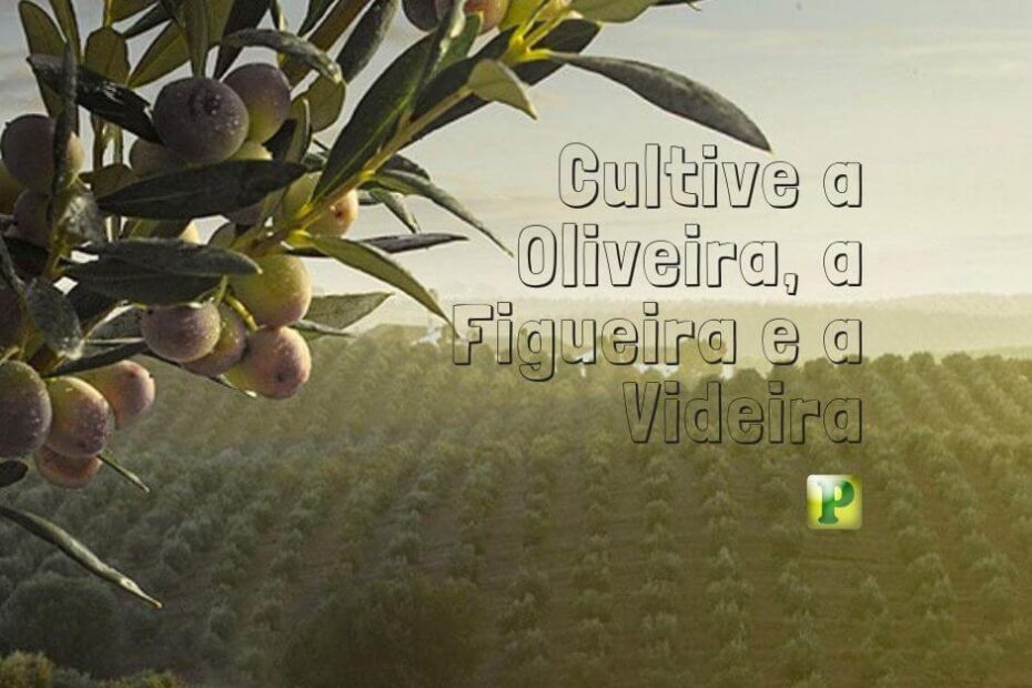 Pregação Textual em Juízes 9 - Cultive a Oliveira, a Figueira e a Videira