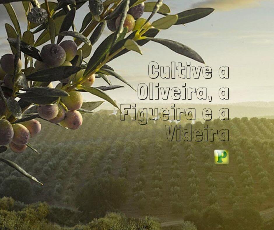 Pregação Textual em Juízes 9 - Cultive a Oliveira, a Figueira e a Videira