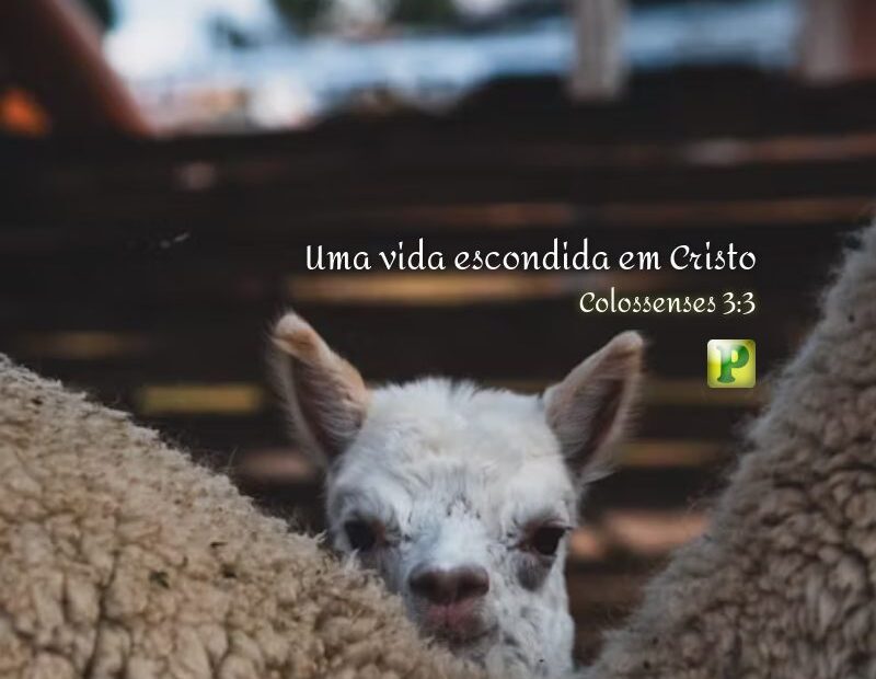Uma vida escondida em Cristo - Colossenses 3:3