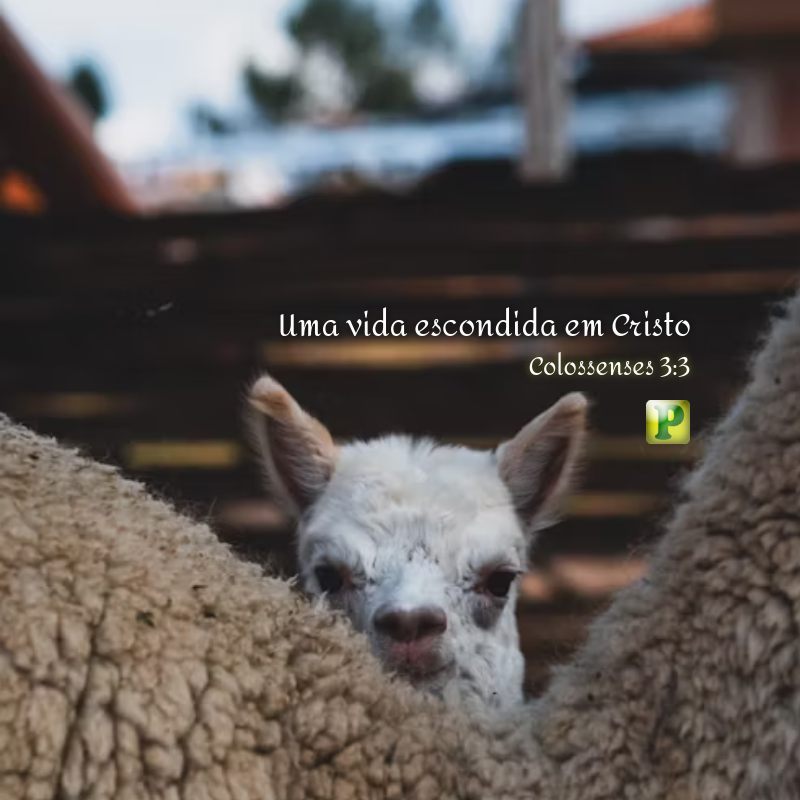 Uma vida escondida em Cristo - Colossenses 3:3