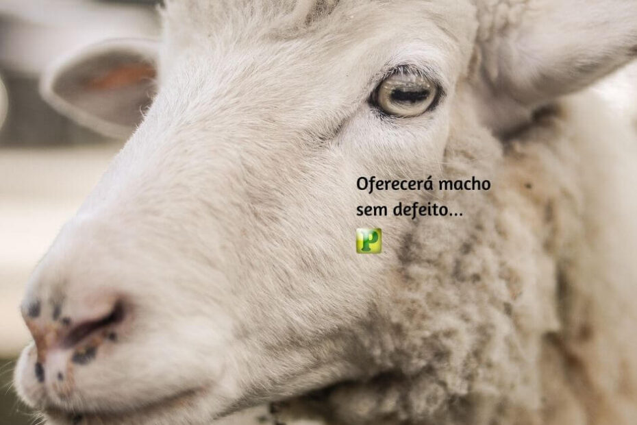 Oferecerá macho sem defeito… - Pregação Expositiva em Levítico 1:3