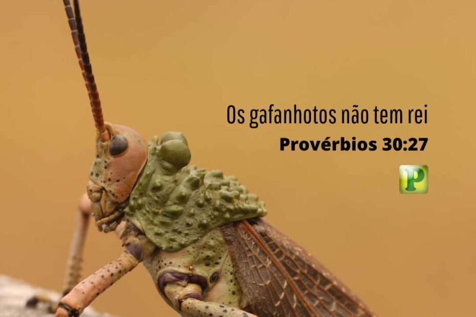 Os gafanhotos não têm rei - Pregação Textual em Provérbios 30:27