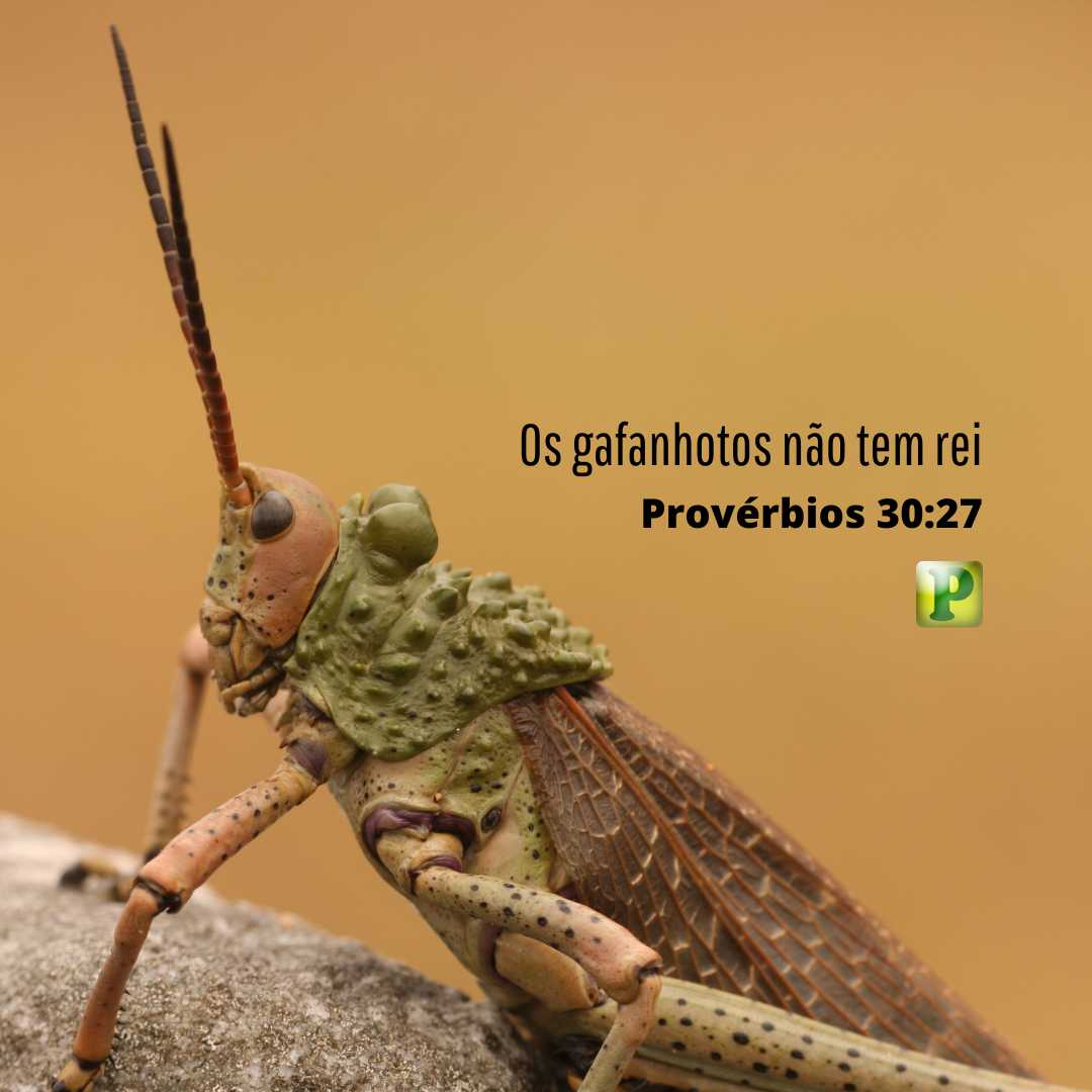 Os gafanhotos não têm rei - Pregação Textual em Provérbios 30:27
