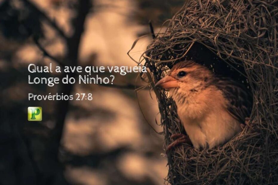 Qual a ave que vagueia - Pregação Textual em Provérbios 278