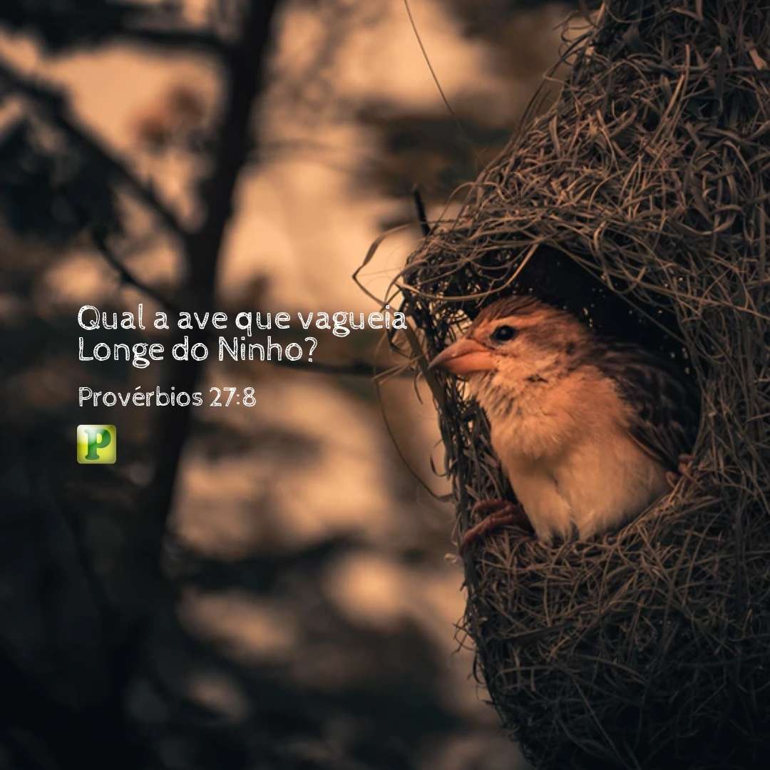 Qual a ave que vagueia - Pregação Textual em Provérbios 278