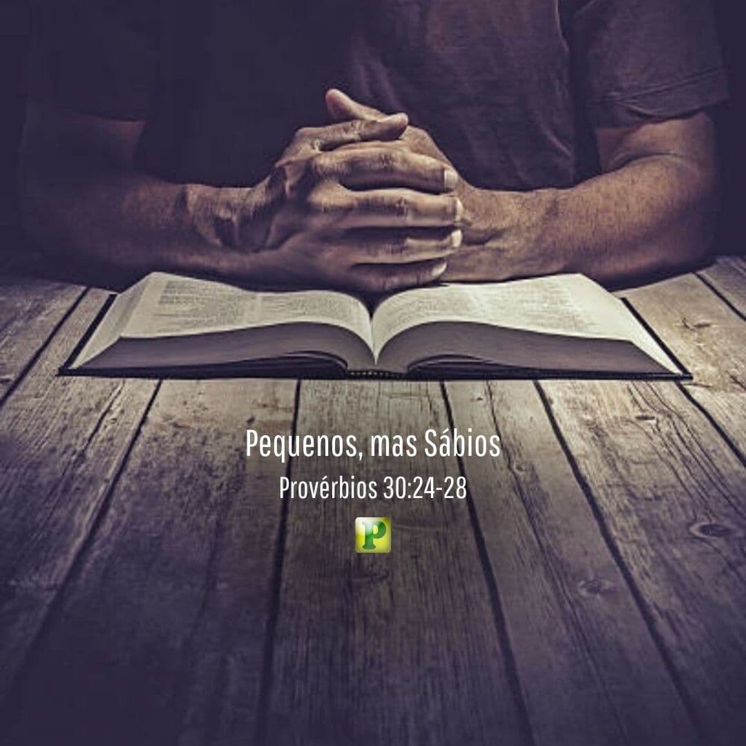 Pequenos, mas Sábios - Provérbios 30:24-28