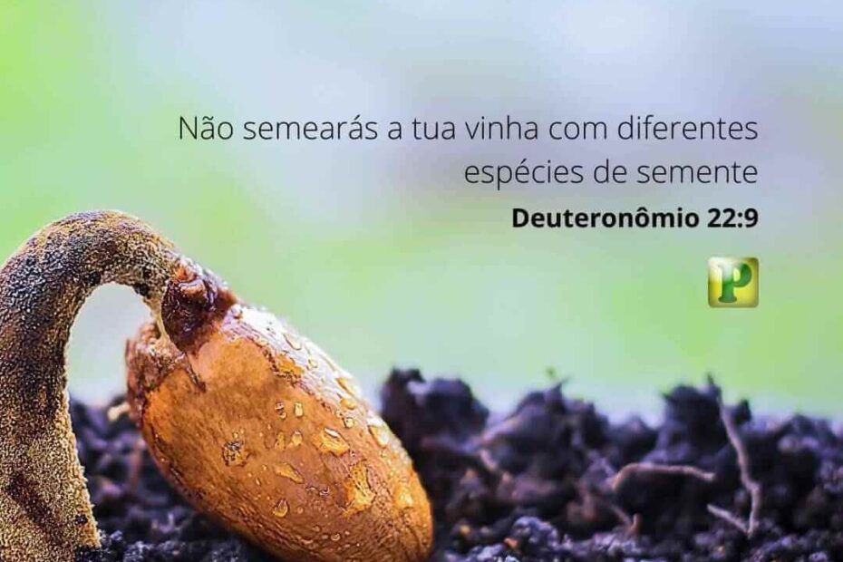 Não semearás a tua vinha - Pregação Textual em Deuteronômio 22:9