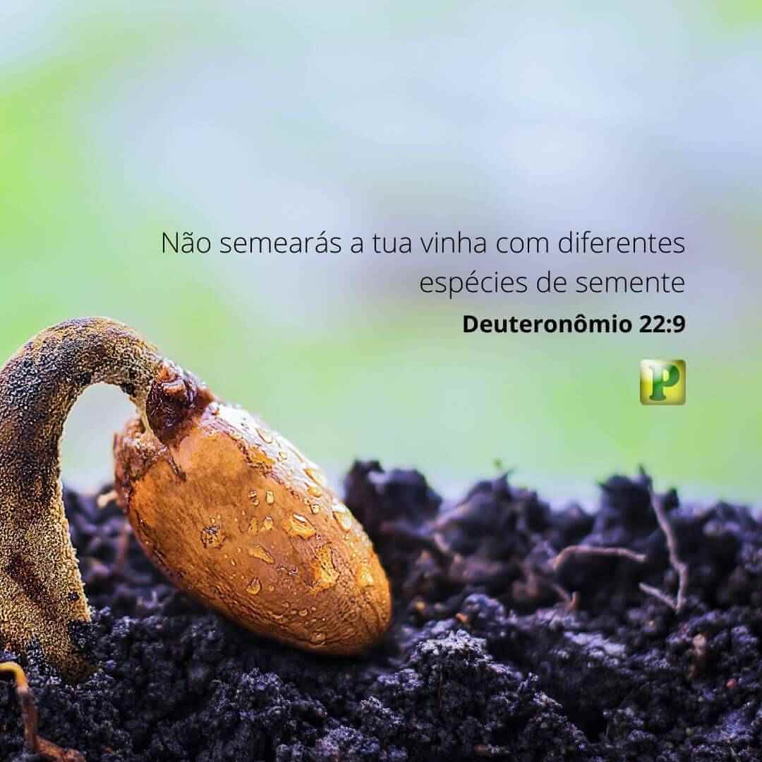 Não semearás a tua vinha - Pregação Textual em Deuteronômio 22:9