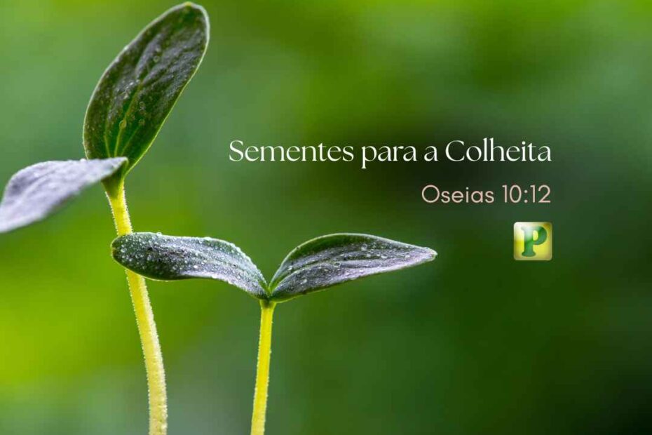 Sementes para a Colheita - Pregação Expositiva em Oseias 1012